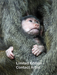 safe-in-mothers-arms-david-beebe.html