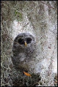 barred-owl-camo-david-beebe.html