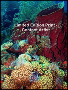 martinique11-04-david-beebe.html