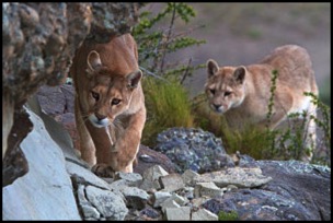 patagonia-pumas-david-beebe.html