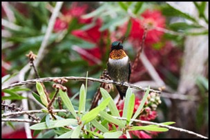 rubythroated-david-beebe.html