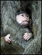 safe-in-mothers-arms-david-beebe