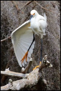 snowy-stretch-david-beebe.html