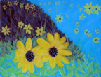 BajaWildflowers