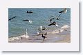At one point it became quite the shorebird gathering