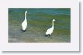 A pair of snowy egrets wait patiently at the shoreline