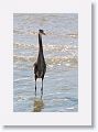 This Great Blue Heron was a solitary hunter