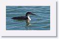 We briefly saw a Loon fishing near the City Pier as well
