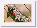 Male Scarlet Honeyeater.