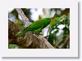 Scaley-breasted Lorikeet.