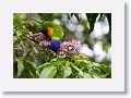 Rainbow Lorikeet.