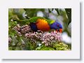 Rainbow Lorikeet.