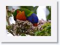 Rainbow Lorikeet.