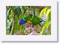 Rainbow Lorikeet.
