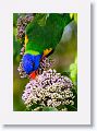 Rainbow Lorikeet.