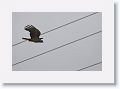 Pacific Baza.