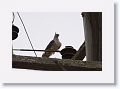 Pacific Baza.