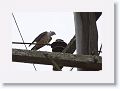 Pacific Baza.