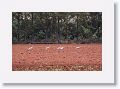 Immature Sarus Cranes.