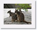 Mareeba unadorned rock wallabies.