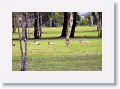 Eastern Grey Kangaroos, Mareeba Golf Course.