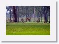 Eastern Grey Kangaroos, Mareeba Golf Course.