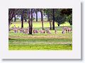 Eastern Grey Kangaroos, Mareeba Golf Course.