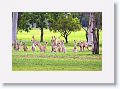 Eastern Grey Kangaroos, Mareeba Golf Course.