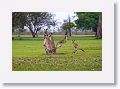 Eastern Grey Kangaroos, Mareeba Golf Course.