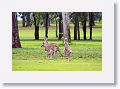 Eastern Grey Kangaroos, Mareeba Golf Course.
