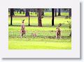 Eastern Grey Kangaroos, Mareeba Golf Course.