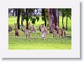 Eastern Grey Kangaroos, Mareeba Golf Course.