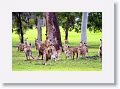 Eastern Grey Kangaroos, Mareeba Golf Course.