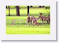 Eastern Grey Kangaroos, Mareeba Golf Course.