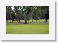Eastern Grey Kangaroos, Mareeba Golf Course.
