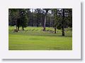 Eastern Grey Kangaroos, Mareeba Golf Course.