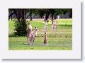 Eastern Grey Kangaroos, Mareeba Golf Course.