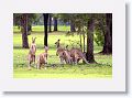 Eastern Grey Kangaroos, Mareeba Golf Course.