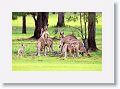Eastern Grey Kangaroos, Mareeba Golf Course.