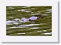 Platypus.