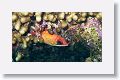 Squirrelfish.
