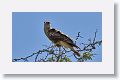 Crested Caracara