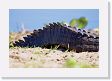 05-078 * Caiman tail * Caiman tail