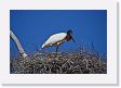 05-093 * Jabiru Stork * Jabiru Stork