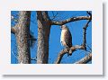 Red-shouldered Hawk on Heron Hideout Trail