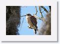 Red-shouldered Hawk on Alligator Alley trail