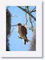 Red-shouldered Hawk on Alligator Alley trail