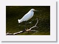 Snowy Egret on Alligator Alley trail