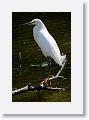 Snowy Egret on Alligator Alley trail
