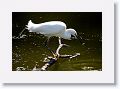 Snowy Egret on Alligator Alley trail
